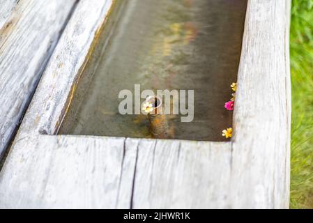 Bunte Blumen umgeben einen alten Brunnen an der Seite eines Blockhauses in den Schweizer Bergen Stockfoto