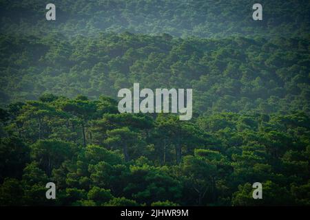 FRANKREICH, GIRONDE (33) LUFTAUFNAHME DES LANDES DE GASCOGNE-WALDES IN DER NÄHE DER PILAT-DÜNE, ARCACHON-BECKEN Stockfoto