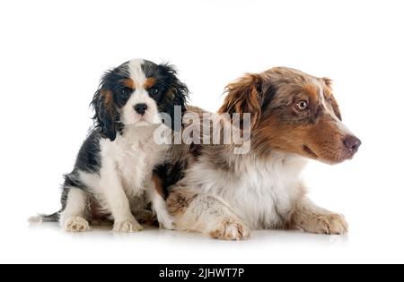 Miniatur amerikanischer Schäferhund und Kavalierkönig charles vor weißem Hintergrund Stockfoto