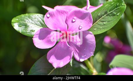 In der Regenzeit fällt Regen auf rosa Sadabahar-Blüten Stockfoto