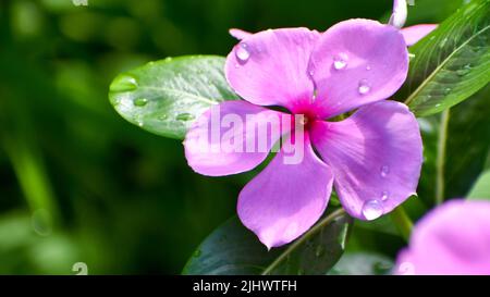 In der Regenzeit fällt Regen auf rosa Sadabahar-Blüten Stockfoto