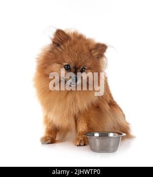 Junge pomeranian vor weißem Hintergrund Stockfoto