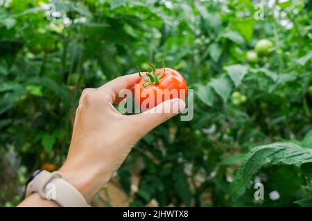 Schöne rote reife Tomate in weiblicher Hand auf grünem Hintergrund. Tomatenproduktion und -Transport. Anbau von Tomaten, Gemüsegeschäft Stockfoto