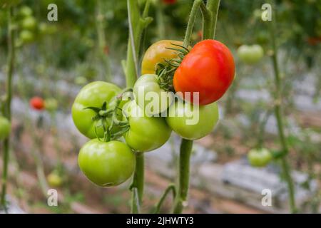 Schöne rote reife Tomate in weiblicher Hand auf grünem Hintergrund. Tomatenproduktion und -Transport. Anbau von Tomaten, Gemüsegeschäft Stockfoto