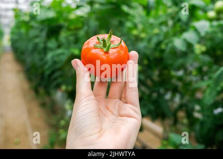 Schöne rote reife Tomate in weiblicher Hand auf grünem Hintergrund. Tomatenproduktion und -Transport. Anbau von Tomaten, Gemüsegeschäft Stockfoto