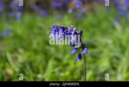 Eine Nahaufnahme von gemeinen Bluebellblumen auf einem unscharfen Hintergrund Stockfoto