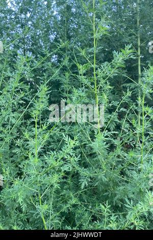 Frische grüne Zweige und Blätter der wild wachsenden Artemisia annua (süßes Wermut, süße annie, süßes Sagewort, einjähriges Beifuß, einjähriges Wermut) Stockfoto