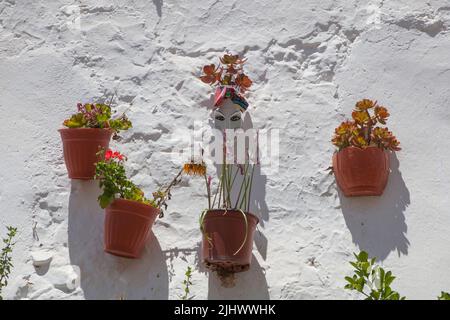 Waschmittelbehälter als Blumentopf wiederverwendet und an der Außenwand befestigt. Magacela Historisches Ensemble, Badajoz, Extremadura, Spanien Stockfoto