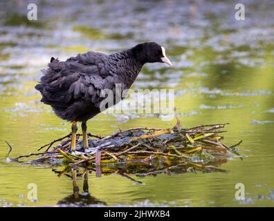 Schöner Europäischer Coot (Fulica atra), der in einem öffentlichen Park in Blackpool, Lancashire, Großbritannien, ein Nest auf einem See baut Stockfoto