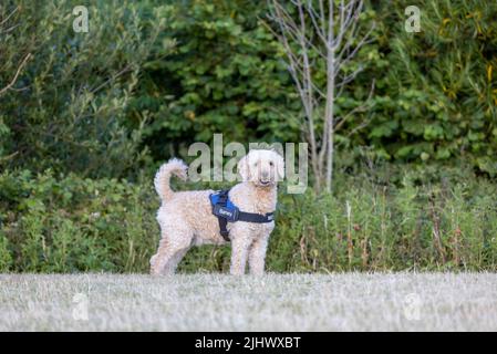 Ein wunderschöner beige/aprikosenfarbener Labradoodle-Hund, der ein Geschirr trägt und auf einem Feld steht Stockfoto