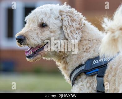 Ein schöner beige/apricot gefärbter Labradoodle Hund, der ein Geschirr trägt, mit einem modernen Haus im Hintergrund Stockfoto