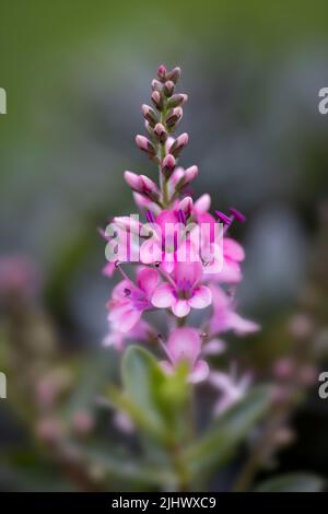 Schöne dunkelrosa Hebe Blume mit einem weichen Fokus Hintergrund Stockfoto