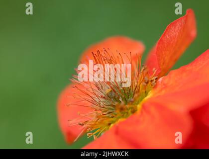 Nahaufnahme einer atemberaubenden Red Geum Blume, fotografiert vor grünem Hintergrund Stockfoto