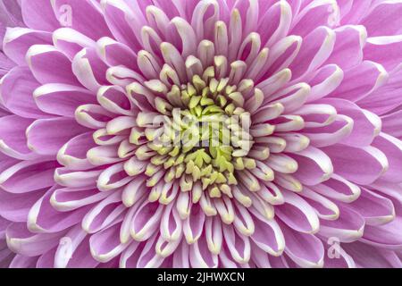 Nahaufnahme der Blütenblätter einer schönen rosa Chrysanthemum-Blume, die die fast perfekte Symmetrie zeigt Stockfoto