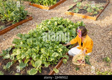 Eine Frau nimmt im Garten des Hauses rote Beete auf Stockfoto