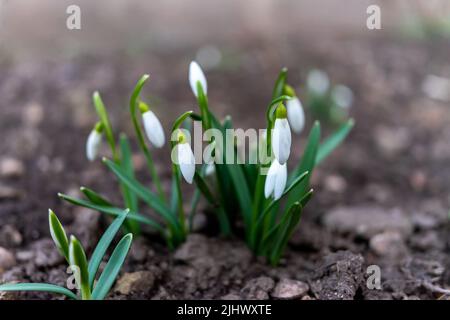 Die ersten Frühlingsblumen von Schneeglöckchen Stockfoto