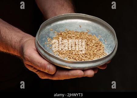 Nahaufnahme der männlichen Hände, die eine kleine Menge Weizenkerne halten. Mangel an Nahrung und Hunger-Konzept Stockfoto