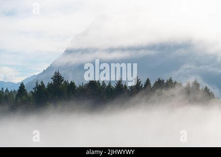 Westliche rote Zedernbäume bewalden im Nebel auf Meares Island mit einkegeligen Berggipfeln von Tofino aus gesehen, Vancouver Island, British Columbia, Kanada. Stockfoto