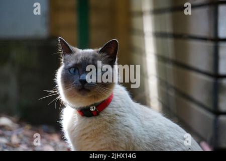 Ein Porträt einer schönen siamesischen Katze (felis catus) mit blauen Augen, die direkt in die Kamera blicken Stockfoto