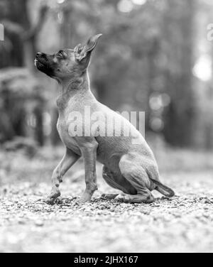 Ein schöner kleiner Spielzeug Terrier Hund im Freien am sonnigen Sommertag Stockfoto