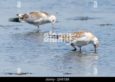 Juvenile europäische Heringsmöwe, Larus argentatus, Poole Harbour, Stone Island Lake, Studland, Dorset, Großbritannien Stockfoto