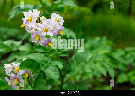 Weiße und violette Kartoffelblume auf grünem Hintergrund. Stockfoto