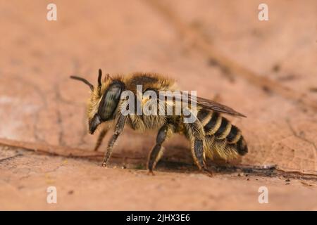 Detaillierte Nahaufnahme einer weiblichen silbernen Biene, Megachile Leachella auf einem getrockneten Blatt Stockfoto
