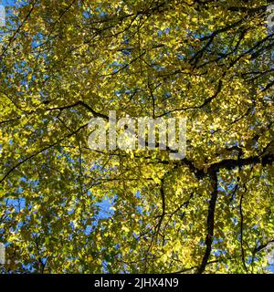 Geschützt durch das Vordach dieses gelben Baumes Stockfoto