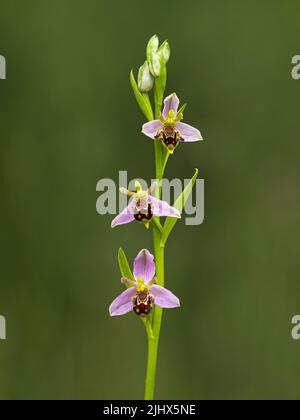 Blütenspitze einer Bienenorchidee (Ophrys apifera), Cambridgeshire, England Stockfoto