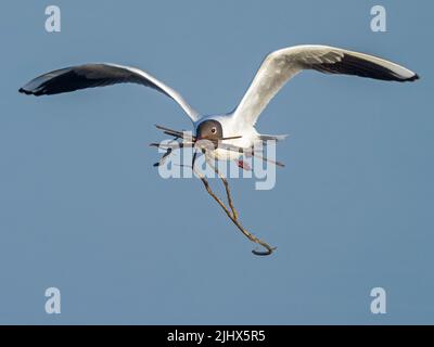 Erwachsene Schwarzkopfmöwe (Chroicocephalus ridibundus) mit Nistmaterial, Suffolk, England Stockfoto