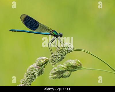 Männchen gebänderte Demoiselle damselfly (Calopteryx splendens), Ouse washes, Cambridgeshire, England Stockfoto