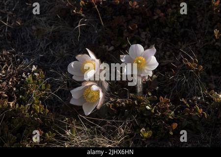 Springpasque Blume blüht auf Dovrefjell, einem Gebirge und Hochland in Zentral-Norwegen. Stockfoto