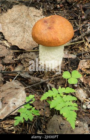 Tierwelt Europas - essbarer Pilz Orangen-Cup-Boletus wächst im Wald. Stockfoto