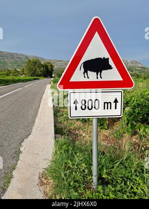 Wildschweine überqueren Warnschild entlang einer Straße in Kroatien (Insel Korčula, Dalmatien, Kroatien) platziert. Stockfoto