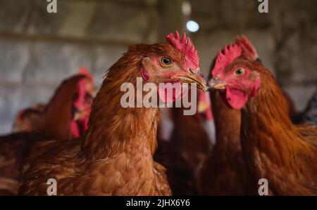 Nahaufnahme Red Cockerel Rhode Island Hahn Hühner das Geflügel Hinterhof Haus Stockfoto