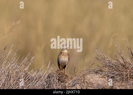 Waldpfeifenvögel-Porträt während der Winterwanderung am Tal chhapar india - Anthus campestris Stockfoto
