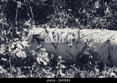 WC Text mit Pfeil geschnitten mit Messer auf Rinde von gefallenen Baum. Stamm der gefällten Espe liegt im Gras und Sträucher im Wald. Schwarz und Weiß. Stockfoto