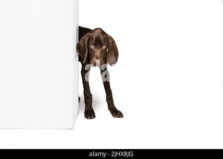 Studioaufnahme eines schönen, reinrassigen Hundes, Weimaraner, der isoliert auf weißem Hintergrund aus der Ecke guckt Stockfoto