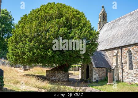 Alte traditionelle Eibe in einem alten Kirchenhof in Wales, Großbritannien Stockfoto