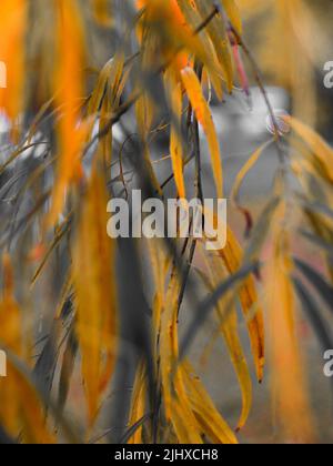 Weide mit leuchtend orangefarbenen Blättern aus der Nähe für den Hintergrund. Das Konzept von herbstlicher Traurigkeit und Schwermut. Stockfoto