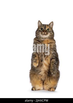 Süße Schildkröte Hauskatze, die wie Erdmännchen nach vorne auf den Hinterpfoten sitzt. Blick auf die Kamera. Isoliert auf weißem Hintergrund. Stockfoto