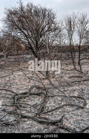 Während der Hitzewelle vom Juli 2022 wurde die Heide im Snettisham Country Park am Ostufer der Wash durch das Feuer zerstört. Stockfoto