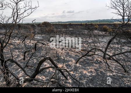 Während der Hitzewelle vom Juli 2022 wurde die Heide im Snettisham Country Park am Ostufer der Wash durch das Feuer zerstört. Stockfoto