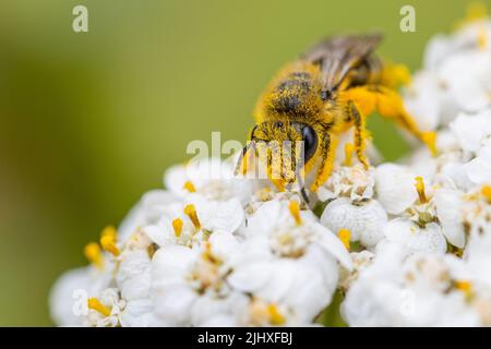 Britische Tierwelt: Weibliche Colletes Biene, mit Pollen bedeckt, mit Schafgarben-Blüten (Achillea millefolium), West Yorkshire Stockfoto