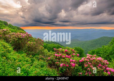Die Great Craggy Mountains entlang des Blue Ridge Parkway in North Carolina, USA, mit Catawba Rhododendron während eines Sonnenuntergangs im Frühling. Stockfoto