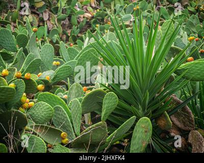 Eine Nahaufnahme von wachsenden Opuntia-Pflanzen auf dem Feld Stockfoto