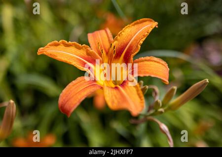Eine orangefarbene Tageslilie vor grünem Hintergrund Stockfoto