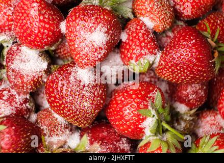 Erdbeeren mit Zucker bestreut, Nahaufnahme von oben. Stockfoto