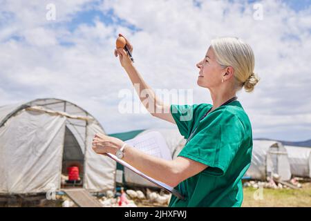 Sicherstellen, dass alle Eier so gesund sind wie die Hühner, aus denen sie stammen. Ein reifer Tierarzt untersucht ein Ei auf einer Geflügelfarm. Stockfoto