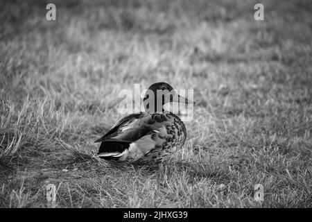 Eine Nahaufnahme einer schönen Ente auf dem Feld in Graustufen Stockfoto